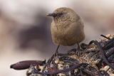 Cobb's Wren 